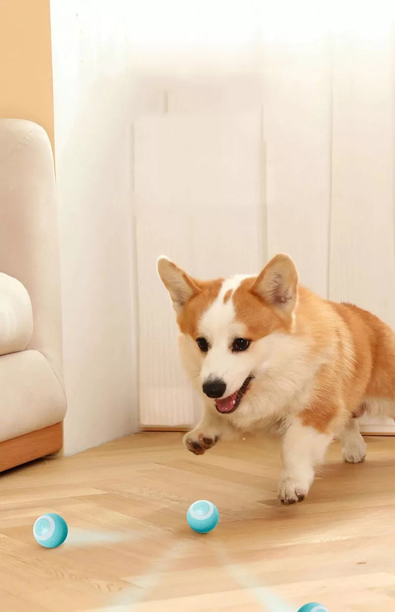 PELOTA INTERACTIVA PARA GATOS Y PERROS PEQUEÑOS