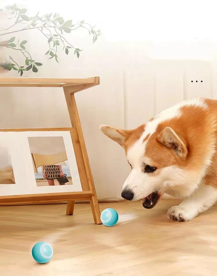 PELOTA INTERACTIVA PARA GATOS Y PERROS PEQUEÑOS